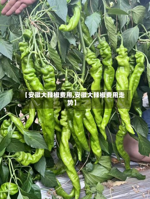 【安徽大辣椒费用,安徽大辣椒费用走势】