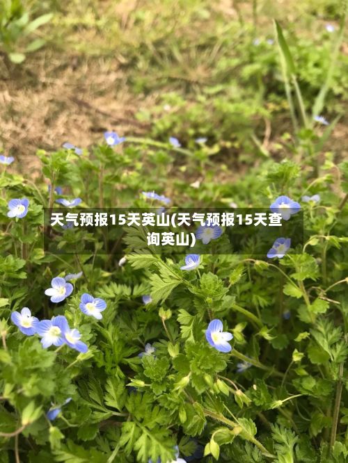 天气预报15天英山(天气预报15天查询英山)