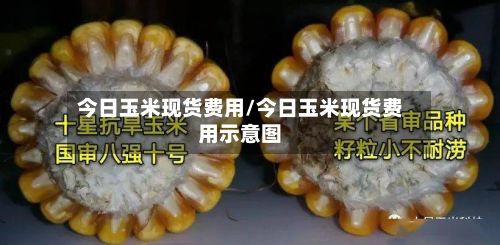 今日玉米现货费用/今日玉米现货费用示意图-第2张图片