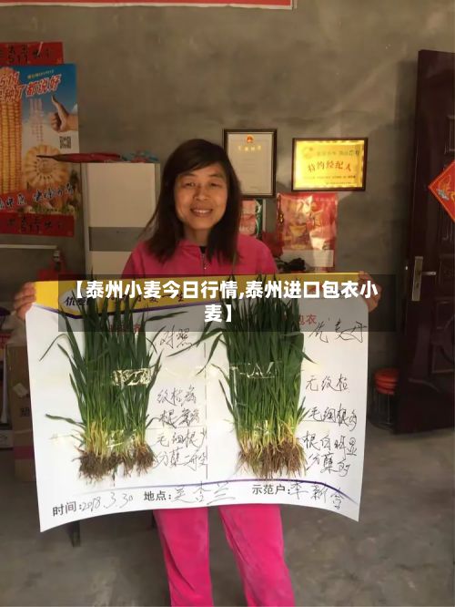 【泰州小麦今日行情,泰州进口包衣小麦】-第2张图片
