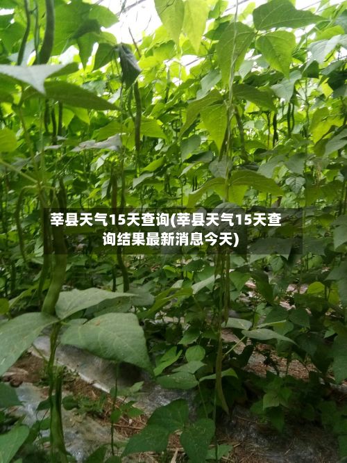 莘县天气15天查询(莘县天气15天查询结果最新消息今天)-第2张图片