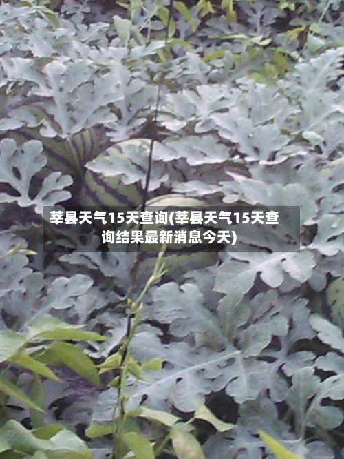 莘县天气15天查询(莘县天气15天查询结果最新消息今天)