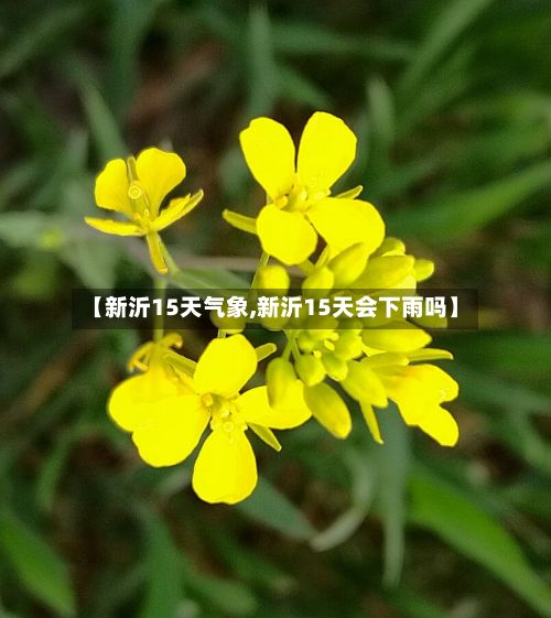 【新沂15天气象,新沂15天会下雨吗】-第2张图片