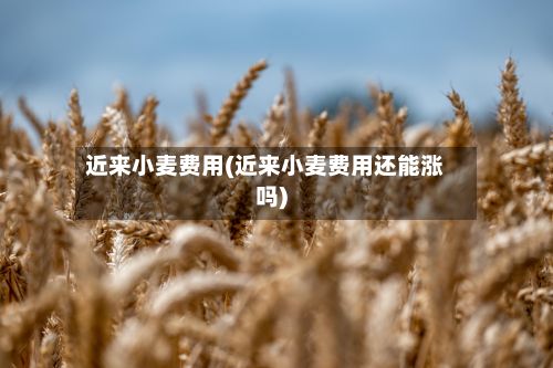近来小麦费用(近来小麦费用还能涨吗)