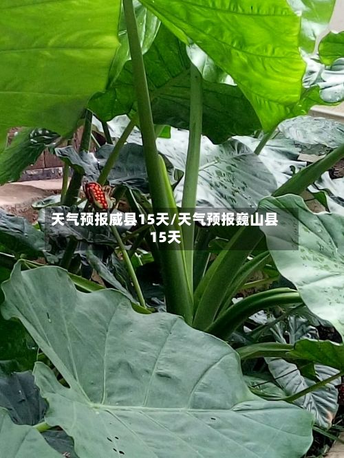 天气预报威县15天/天气预报巍山县15天