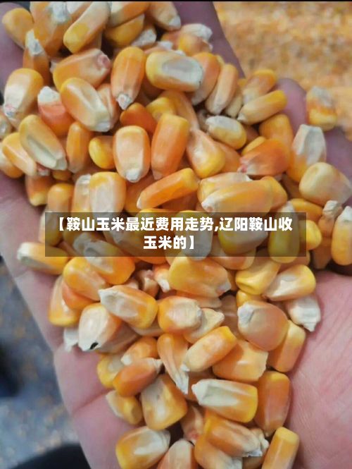 【鞍山玉米最近费用走势,辽阳鞍山收玉米的】