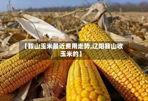 【鞍山玉米最近费用走势,辽阳鞍山收玉米的】-第2张图片