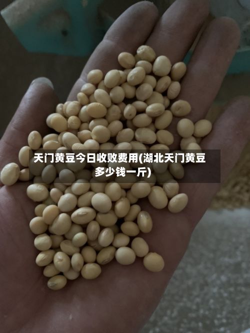 天门黄豆今日收败费用(湖北天门黄豆多少钱一斤)