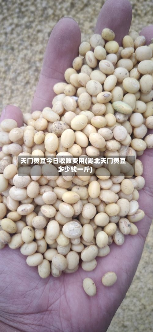 天门黄豆今日收败费用(湖北天门黄豆多少钱一斤)-第2张图片