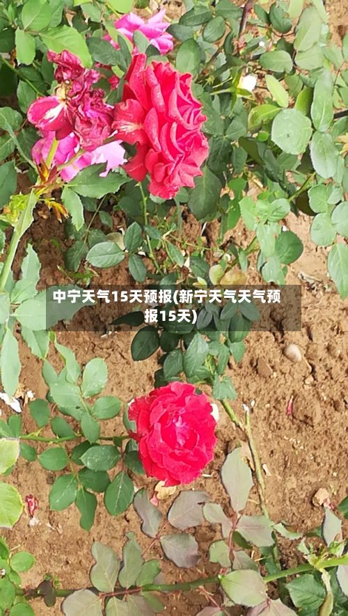 中宁天气15天预报(新宁天气天气预报15天)-第2张图片