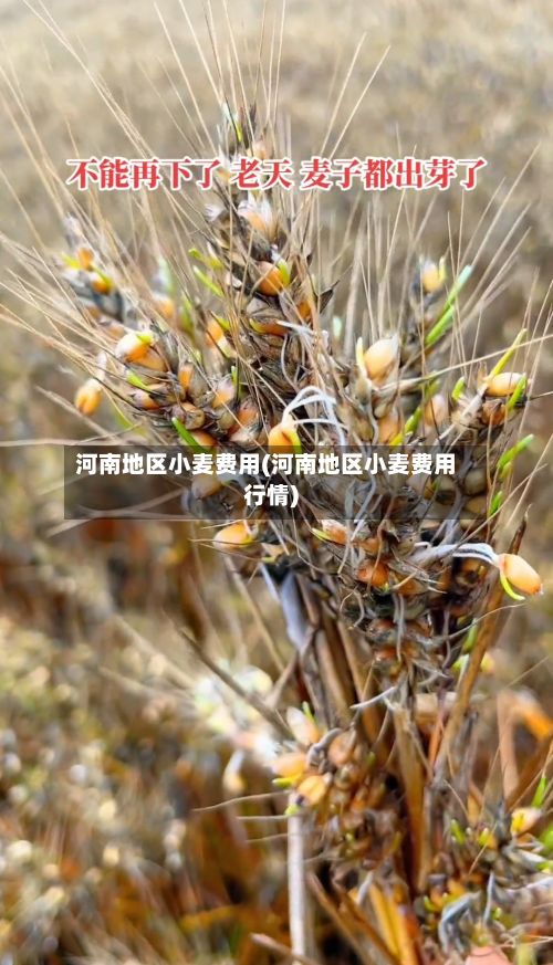 河南地区小麦费用(河南地区小麦费用行情)