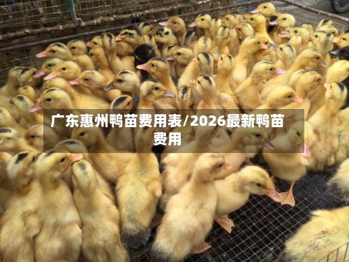 广东惠州鸭苗费用表/2026最新鸭苗费用