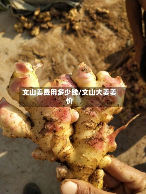 文山姜费用多少钱/文山大姜姜价-第2张图片