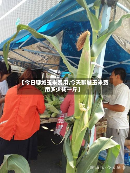 【今日聊城玉米费用,今天聊城玉米费用多少钱一斤】-第2张图片