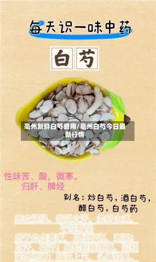 亳州新鲜白芍费用/亳州白芍今日最新行情-第2张图片