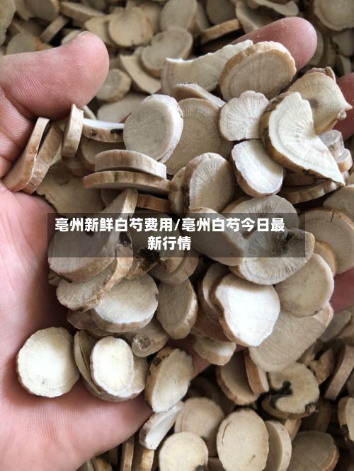 亳州新鲜白芍费用/亳州白芍今日最新行情