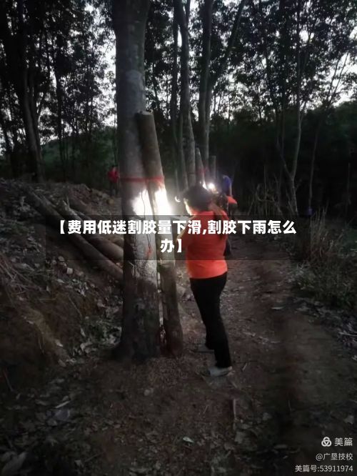 【费用低迷割胶量下滑,割胶下雨怎么办】