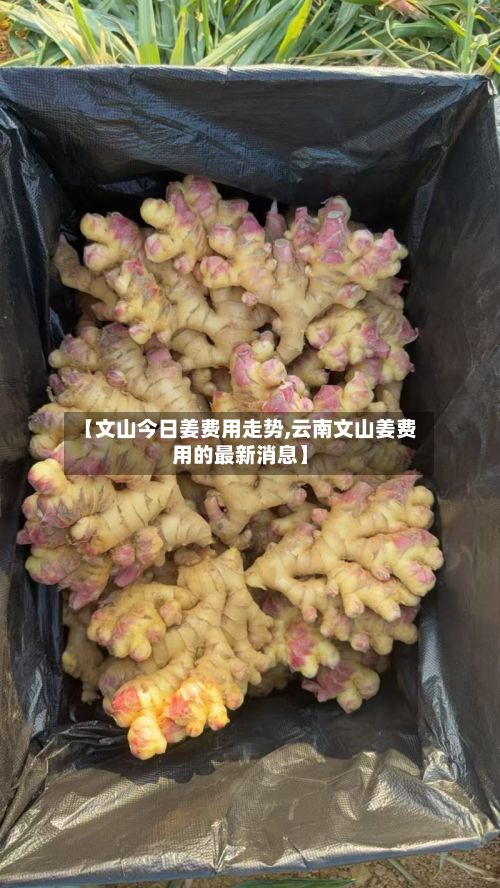 【文山今日姜费用走势,云南文山姜费用的最新消息】