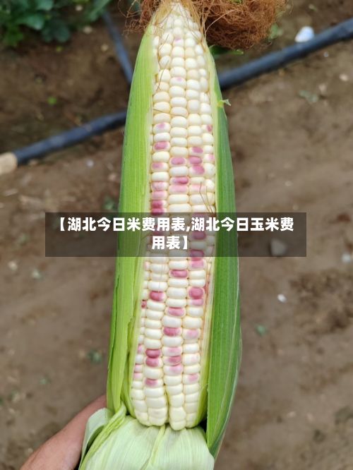 【湖北今日米费用表,湖北今日玉米费用表】-第3张图片