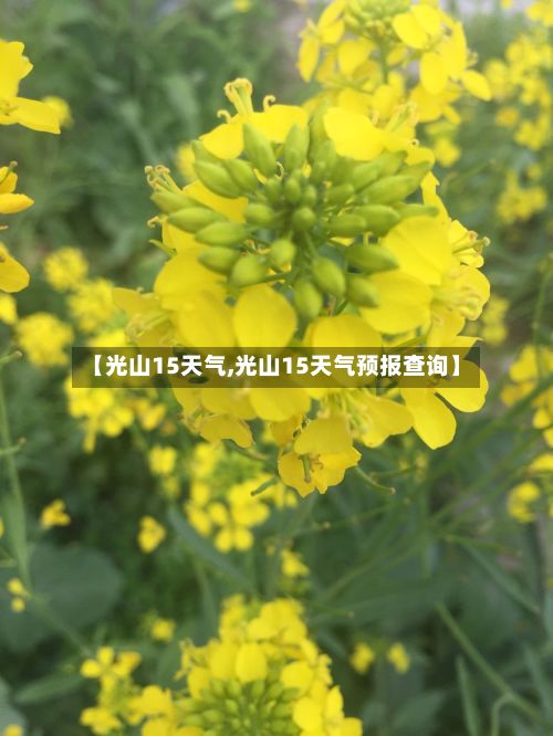 【光山15天气,光山15天气预报查询】-第2张图片