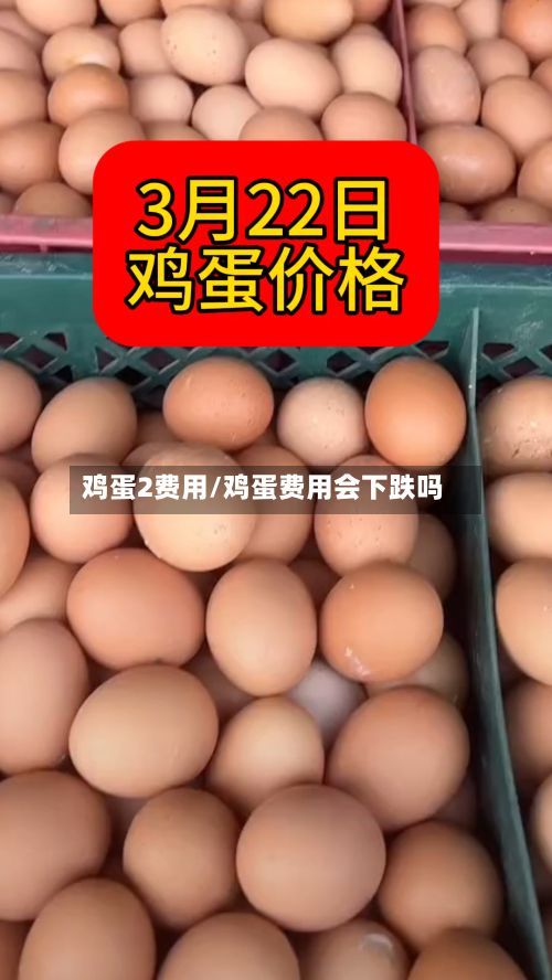 鸡蛋2费用/鸡蛋费用会下跌吗-第3张图片