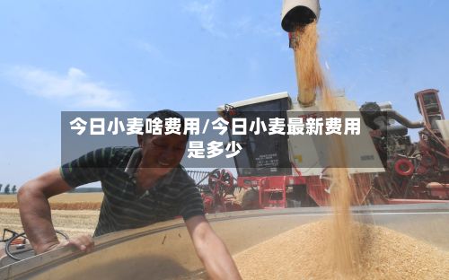 今日小麦啥费用/今日小麦最新费用是多少
