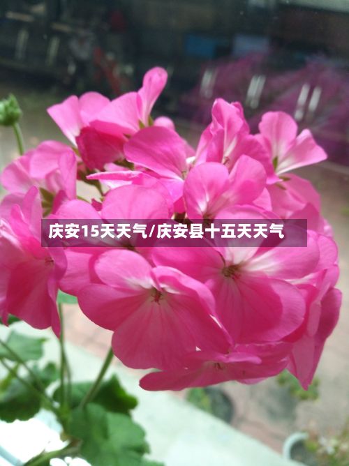 庆安15天天气/庆安县十五天天气-第3张图片