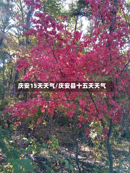 庆安15天天气/庆安县十五天天气