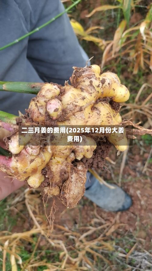 二三月姜的费用(2025年12月份大姜费用)-第2张图片