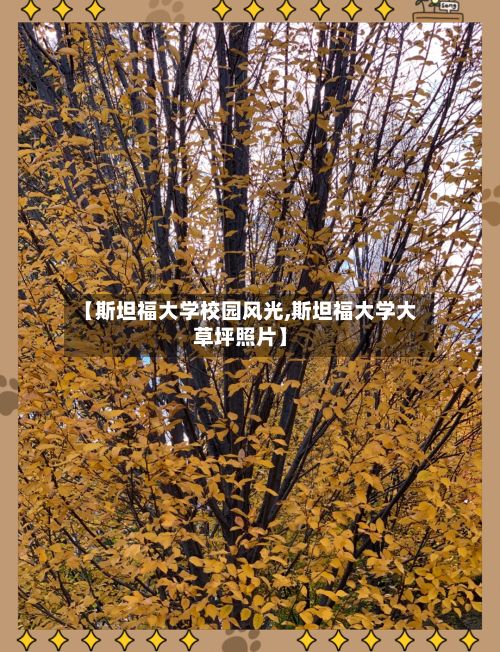 【斯坦福大学校园风光,斯坦福大学大草坪照片】