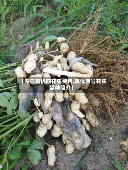 【今日冀优四花生费用,冀优四号花生品种简介】-第2张图片