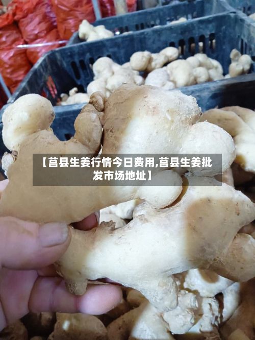 【莒县生姜行情今日费用,莒县生姜批发市场地址】