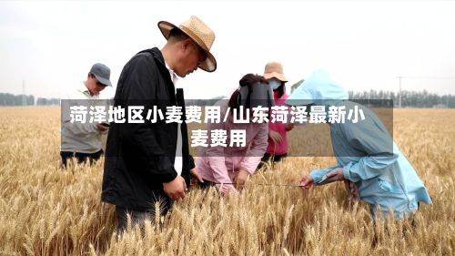 菏泽地区小麦费用/山东菏泽最新小麦费用