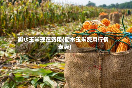 衡水玉米现在费用(衡水玉米费用行情走势)