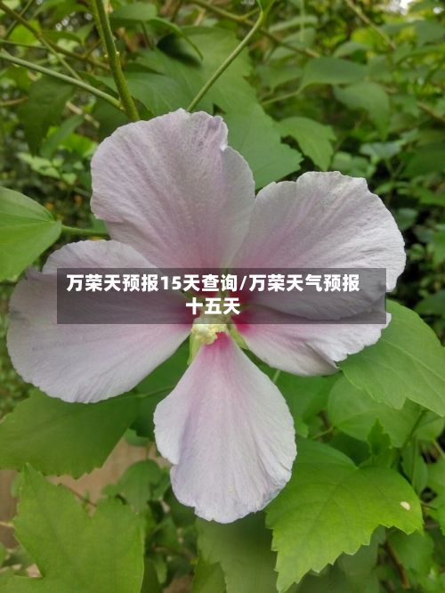 万荣天预报15天查询/万荣天气预报十五天-第3张图片