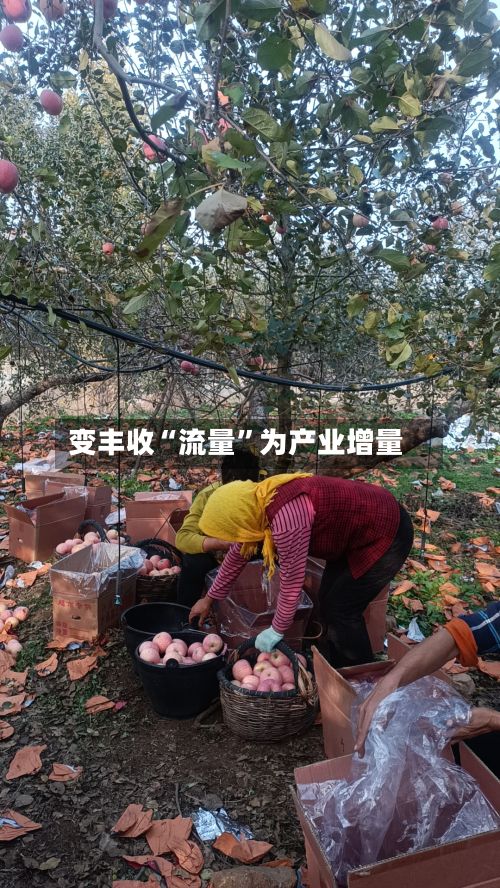变丰收“流量”为产业增量
