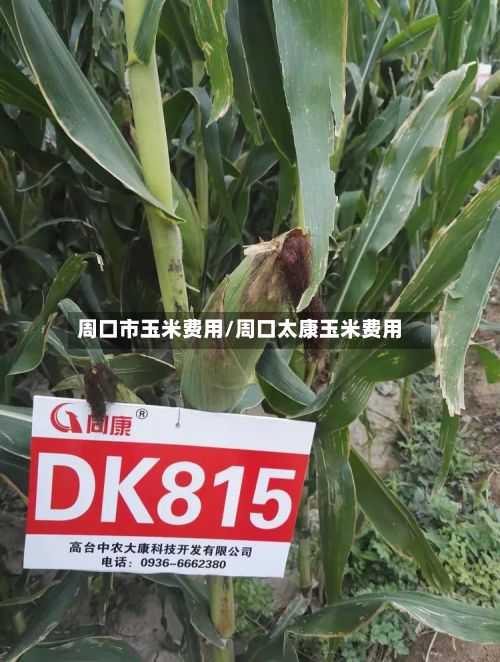 周口市玉米费用/周口太康玉米费用