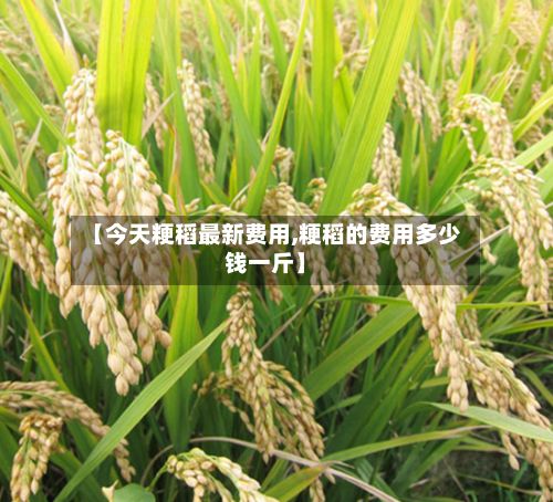 【今天粳稻最新费用,粳稻的费用多少钱一斤】-第3张图片