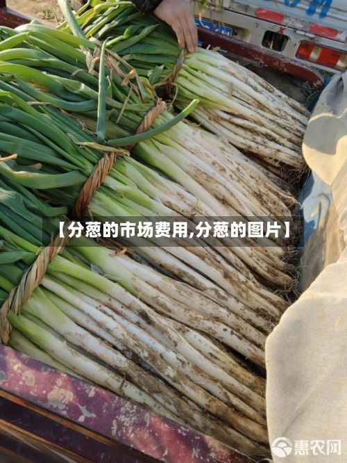 【分葱的市场费用,分葱的图片】