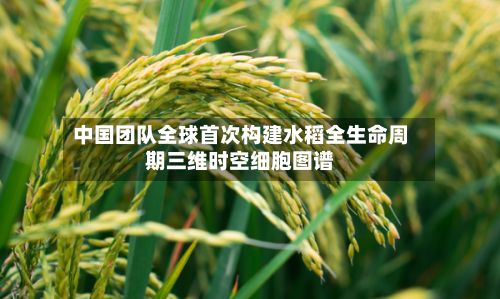 中国团队全球首次构建水稻全生命周期三维时空细胞图谱-第2张图片