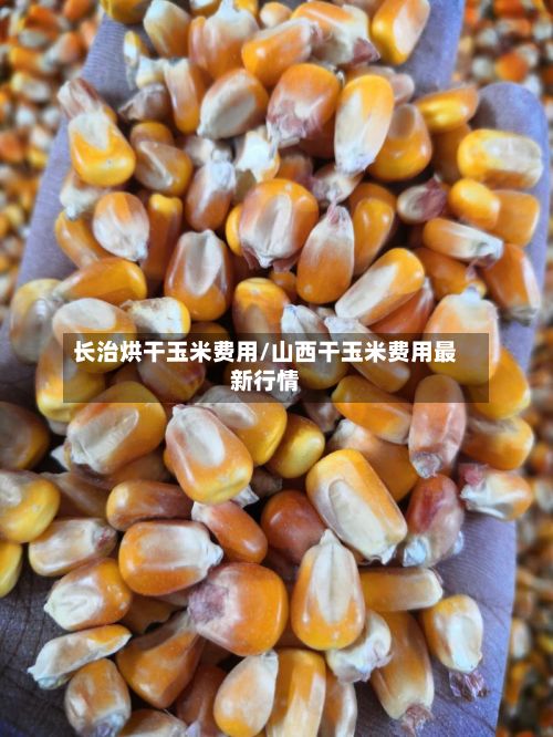 长治烘干玉米费用/山西干玉米费用最新行情