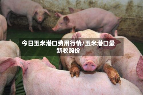 今日玉米港口费用行情/玉米港口最新收购价