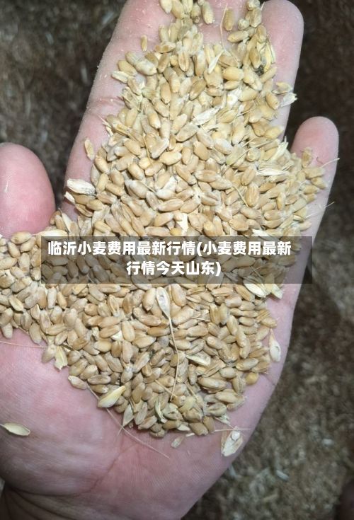 临沂小麦费用最新行情(小麦费用最新行情今天山东)-第2张图片