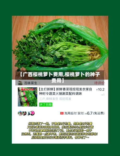 【广西樱桃萝卜费用,樱桃萝卜的种子费用】