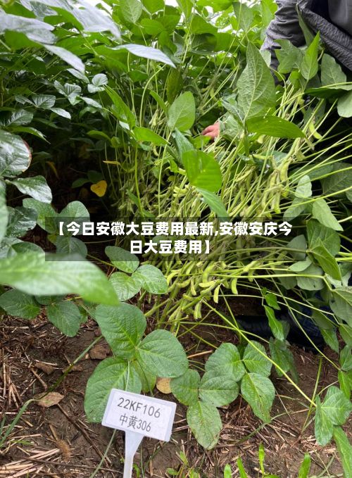 【今日安徽大豆费用最新,安徽安庆今日大豆费用】-第2张图片