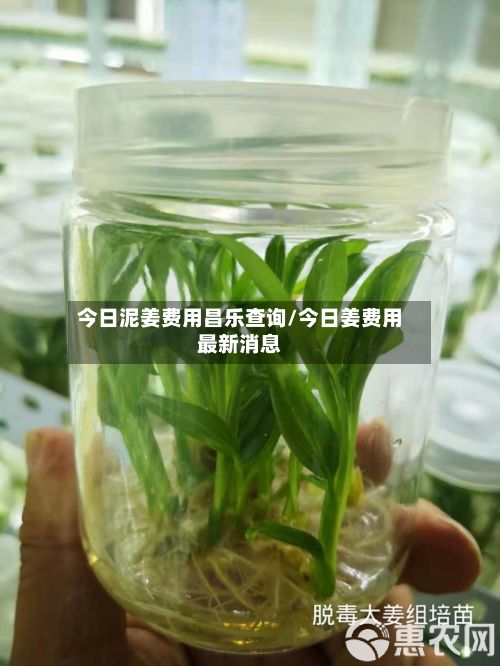 今日泥姜费用昌乐查询/今日姜费用最新消息