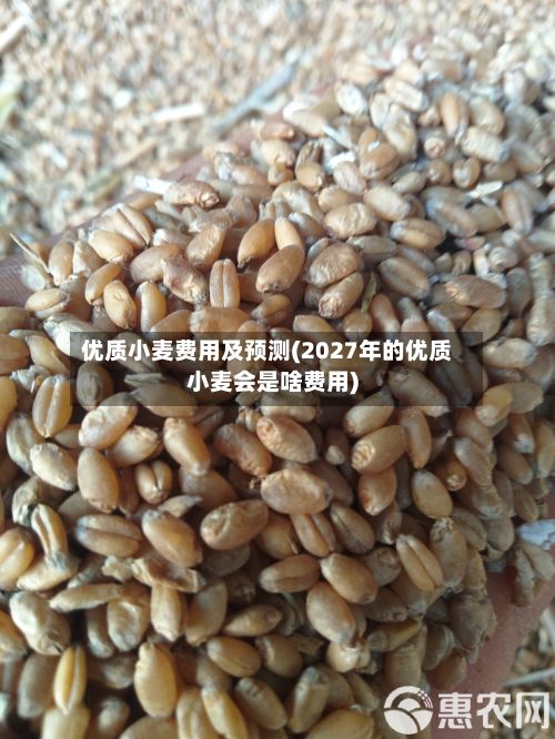 优质小麦费用及预测(2027年的优质小麦会是啥费用)-第2张图片