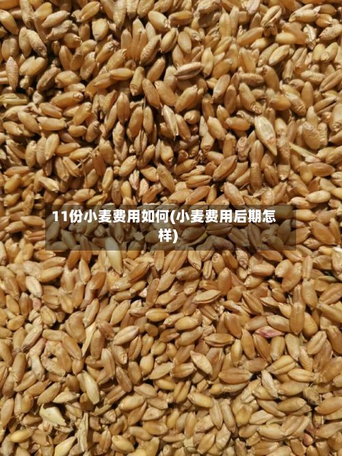 11份小麦费用如何(小麦费用后期怎样)