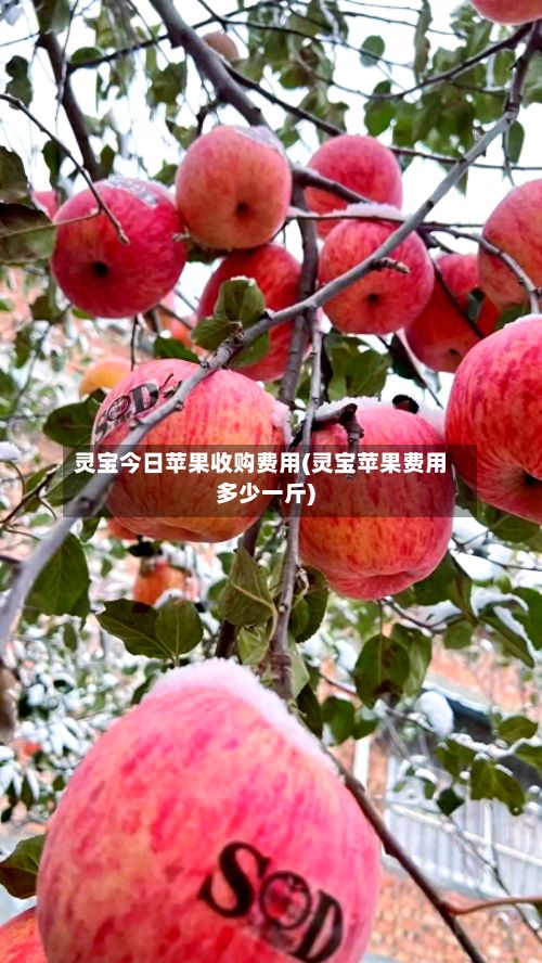 灵宝今日苹果收购费用(灵宝苹果费用多少一斤)-第2张图片