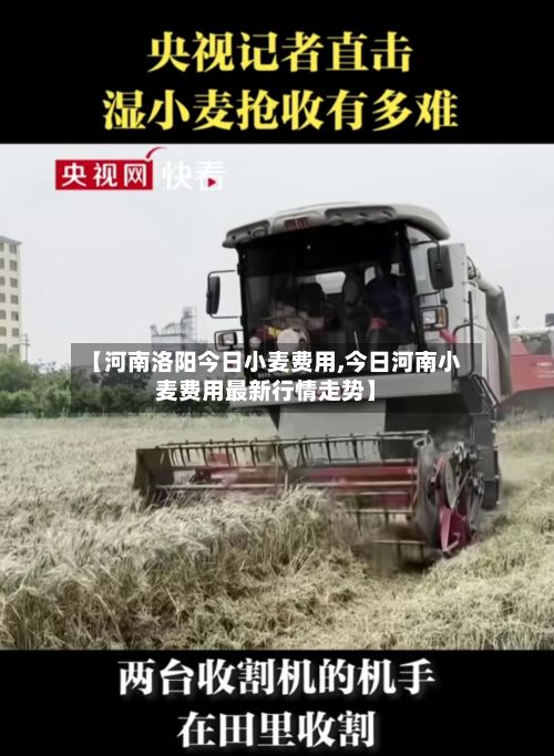 【河南洛阳今日小麦费用,今日河南小麦费用最新行情走势】-第2张图片